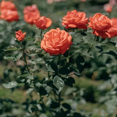 Casa Dos Pombais Alojamento de Acomodação e Pequeno-almoço 3*