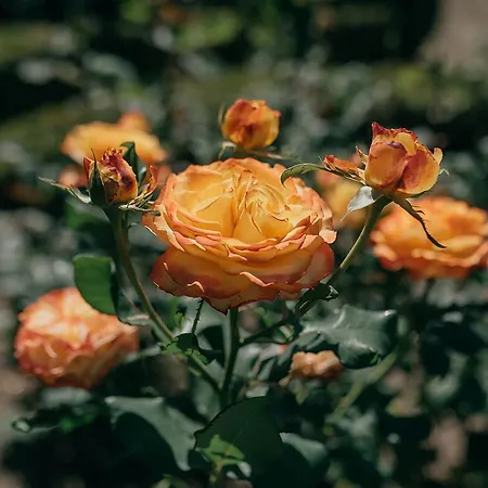 Alojamento de Acomodação e Pequeno-almoço Casa Dos Pombais 3*