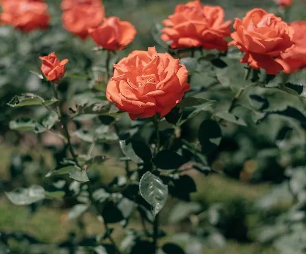 Casa Dos Pombais ベッド・アンド・ブレックファスト 3*