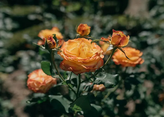 לינה וארוחת בוקר Casa Dos Pombais 3*